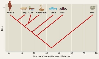 Using the figure below determine which of the following pairs of organisms are most closely related?   A) Human and pig B) Human and yeast C) Duck and rattlesnake D) Moth and tuna