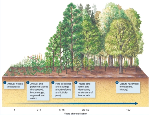 What process is illustrated in the figure?   A) Ecological niches B) Primary succession C) Secondary succession D) Resource partitioning