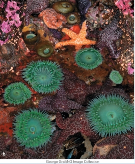 Which of the following does the photograph BEST illustrate?   A) community B) biosphere C) landscape D) population