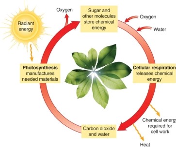 How would an ecologist classify the organism shown below?   A) decomposer B) primary consumer C) producer D) secondary consumer
