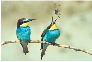 How would an ecologist classify both the animals shown below?   A) decomposers B) primary consumers C) producers D) carnivores
