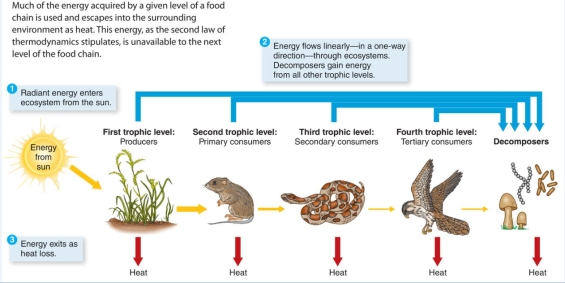 This figure BEST illustrates:   A) how energy is recycled in an ecosystem. B) how our atmosphere maintains its temperature. C) the importance of decomposers in an ecosystem. D) the one-way flow of energy in an ecosystem.