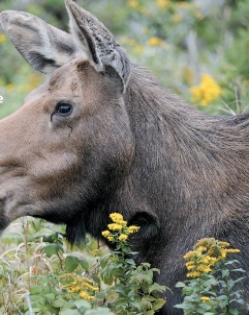 The moose shown here eating grass would MOST LIKELY be a member of what trophic level?   A) First B) Second C) Third D) Fourth