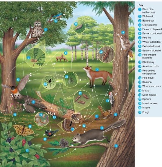 Which statement BEST portrays the American robin in the food web below?   A) Consumers that eat herbivores and can be considered primary consumers B) Secondary consumers that eat primary consumers and can be considered herbivores C) Both primary and secondary consumers and can be considered omnivores D) Tertiary consumers and are also called heterotrophs