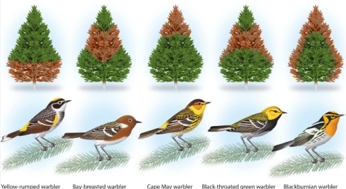 The red patch on each of the trees shows where each type of warbler normally eats. This is an example of:   A) commensalism B) competitive exclusion C) geographic isolation D) resource partitioning