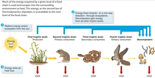 How does this diagram illustrate the first and second laws of thermodynamics? What are the consequences of this energy flow for ecosystems?  