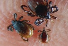Define symbiosis. Identify and briefly describe three different types of symbiotic relationships as indicated in the images below.        
