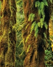 Define symbiosis. Identify and briefly describe three different types of symbiotic relationships as indicated in the images below.        