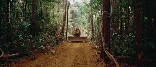 How might the clearing of roads and pristine areas like the one shown below lead to an increase in infectious disease?   A) There is an increased risk of sewage leaking into the water supply. B) The creation of drainage ditches provides habitat for disease carrying mosquitoes. C) Typhoid and cholera can spread from wild animals to drinking water. D) Cars on the road can carry the diseases to cities.