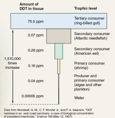 What phenomenon is illustrated by the diagram shown below?   A) bioaccumulation B) biomagnification C) persistence D) acute toxicity
