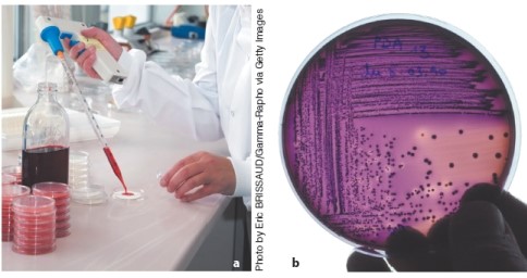 The test below is called a fecal coliform test. Explain what it tests for and what the results show.  