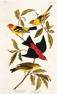 The engraving shown below is the work of ___, who became famous for his portraits of birds and other animals.   A) John James Audubon B) Rachel Carson C) George Perkins Marsh D) John Muir