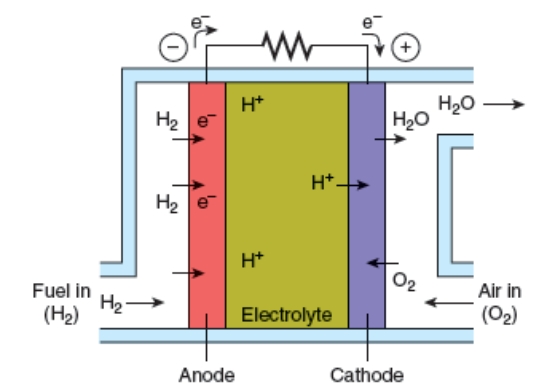 As illustrated below, the electrodes in a fuel cell system   A) provide oxygen for energy-releasing chemical reactions. B) provide a flow of negatively charged electrons to generate electricity. C) extract hydrogen atoms from a variety of chemical substrates. D) convert diatomic hydrogen into water. E) convert diatomic oxygen into water.