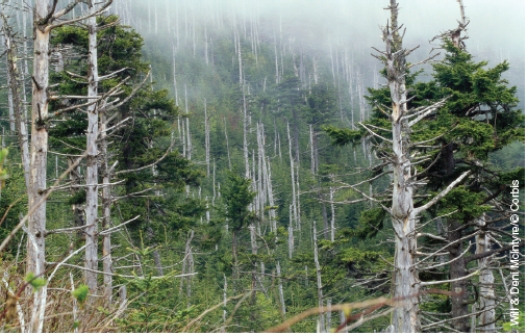 There is a coal burning electric power plant in the vicinity of this forest. What is most probably responsible for the dead trees?   A) transportation of coal to the electric plant has physically harmed the trees' roots B) the heat from the power plant raises the ambient temperature in the forest, which stresses the trees C) particulate matter emissions associated with the combustion of coal can reduce photosynthesis resulting in forest decline D) sulfur and nitrogen oxides from power plant's emissions react with water vapor resulting in acid deposition which contributes to forest decline E) the dead trees are the natural result of a mature forest