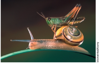 Which of the following illustrations best represents ecosystem diversity?   A   B   C A) A B) B C) C D) both A and B E) none of these illustrations capture ecosystem diversity