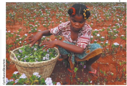 What ecosystem service might be provided by a field of rosy periwinkles?   A) prevention of biodiversity hotspot B) purify air and water C) provide humans with space for urban development D) absorb oxygen (oxygen storage)  E) habitat for disease carrying insects