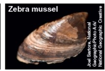 The mollusk pictured below is best described as   A) an invasive species that has caused billions of dollars in damage. B) a prized delicacy that is illegally hunted for commercial purposes. C) a model of a successful captive breeding program. D) a species that unregulated harvesting has driven to the brink of extinction. E) an ocean filter that regulates pollution of large bodies of water.