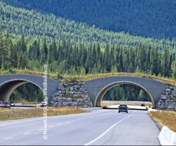 These two figures demonstrate how ________ can be used to connect isolated unlogged or undeveloped areas.    