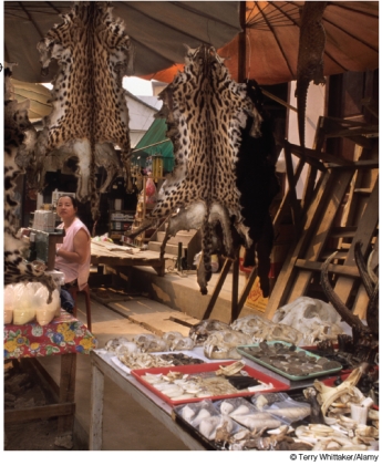 What international level legislation was enacted by 175 countries in order to prevent the type of exploitation occurring in Myanmar that is illustrated below?   A) Convention on International Trade in Endangered Species of Wild Flora and Fauna (CITES)  B) International Union for the Conservation of Nature C) U.N. Environment Program D) World Wildlife Fund E) Global Poacher Enforcement Deed