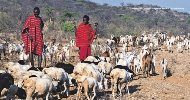 Which of the following statements best describes the type of agricultural practice seen below?   A) production of enough product for a single family's needs B) a land intensive form of subsidence agriculture in which livestock is supported by land too arid for successful crop growth C) harvesting a variety of plants on the same field simultaneously D) a type of subsistence agriculture that requires large inputs of energy from humans and draft animals E) a type of industrialized agriculture that requires large inputs of capital and fossil fuel energy inputs