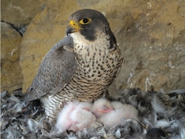 The decline of Peregrine falcons in the United States due to the use of DDT is an example of?   A) biological magnification B) bioaccumulation C) genetic resistance D) green revolution E) biological resistance