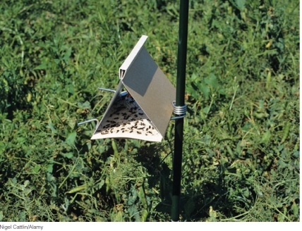 What tool of integrated pest management is illustrated below?   A) cultivation practices B) resistant crop varieties C) natural enemies D) judicious use of pesticides E) pheromone traps