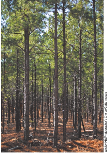 The photograph below shows a ___ since the trees are of uniform size and age and are all of the same species.   A) seed tree formation B) clear-cut forest C) shelterwood forest D) tree plantation