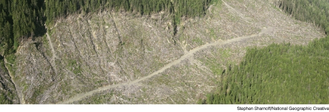 The area shown in the photograph below is an example of:   A) clear cutting B) contour farming C) monoculture D) selective cutting