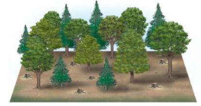 The tree harvesting techniques shown below are: a = ___ and b = ___.   A   B A) a = shelterwood cutting; b = Clear-cutting B) a = selective cutting; b = shelterwood cutting C) a = seed tree cutting; b = Clear-cutting D) a = selective cutting; b = seed tree cutting