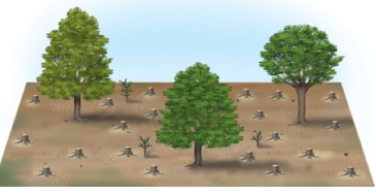The tree harvesting techniques shown below are: a = ___ and b = ___.   A   B A) a = shelterwood cutting; b = Clear-cutting B) a = selective cutting; b = shelterwood cutting C) a = seed tree cutting; b = Clear-cutting D) a = selective cutting; b = seed tree cutting