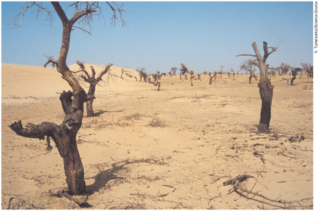 The picture of the African region shown below illustrates   1 reduced carrying capacity of a rangeland. 2 desertification 3 overgrazing A) 1 only B) 2 only C) 3 only D) 1,2, and 3