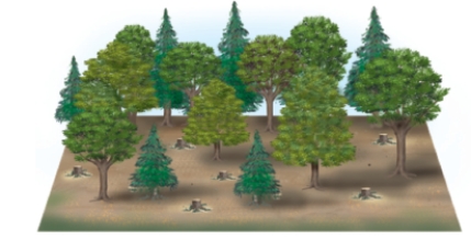 From the figures below, identify and discuss the four ways in which forest trees are currently harvested. Which method is the most ecologically sound, and why? Which method is the most economical? If your answer is different for these two questions, how could a compromise be reached?   A   B   C   D