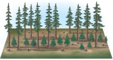 From the figures below, identify and discuss the four ways in which forest trees are currently harvested. Which method is the most ecologically sound, and why? Which method is the most economical? If your answer is different for these two questions, how could a compromise be reached?   A   B   C   D