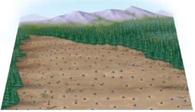 From the figures below, identify and discuss the four ways in which forest trees are currently harvested. Which method is the most ecologically sound, and why? Which method is the most economical? If your answer is different for these two questions, how could a compromise be reached?   A   B   C   D