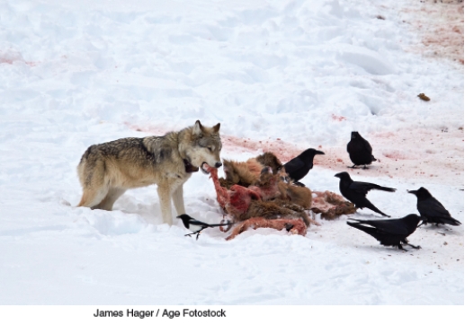 The two photographs below represent solutions to some of the threats faced by National Parks in the U.S. today. Describe the threat and explain how what is shown in the photo is a potential solution.   A   B