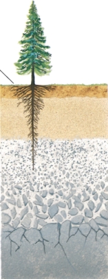 In the diagram below, the horizontal layers are called ___ while the entire vertical section of the soil from surface to bedrock is called ___.   A) soil horizons…soil profile B) topsoil…topography C) soil profile…leaching D) humus…soil horizons