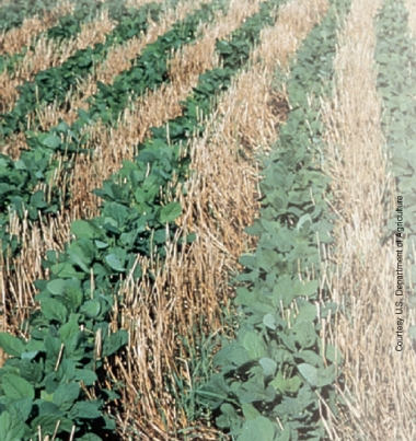 In the photo below, what method is being used to reduce soil erosion?   A) Conservation tillage B) Crop rotation C) Shelterbelt D) Terracing