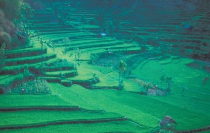 What form of soil conservation is shown in these photographs?   A   B A) A = conservation tillage; B = strip cropping B) A = multi-cropping; B = contour plowing C) A = terracing; B = shelterbelts D) A = contour plowing; B = conventional tillage