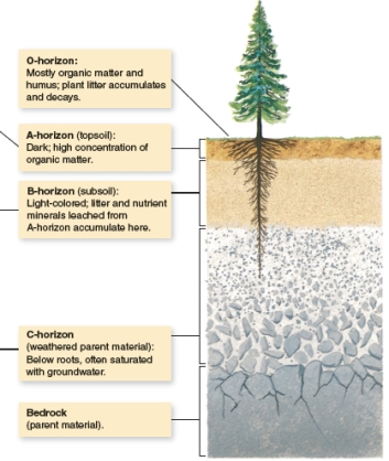 The figure (A)below shows a generalized soil profile. Explain what a soil profile is then apply this information to compare and contrast the soil profile in the two photographs (B and C)below.   A   B   C