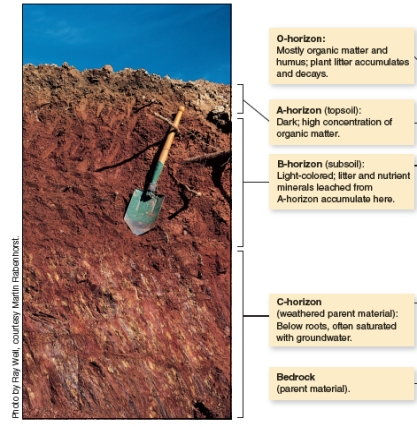 The figure (A)below shows a generalized soil profile. Explain what a soil profile is then apply this information to compare and contrast the soil profile in the two photographs (B and C)below.   A   B   C