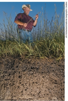 The figure (A)below shows a generalized soil profile. Explain what a soil profile is then apply this information to compare and contrast the soil profile in the two photographs (B and C)below.   A   B   C