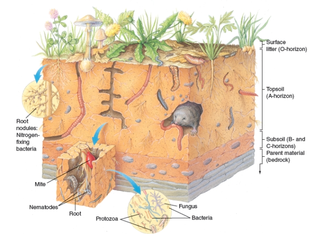 The figure below shows the diversity of life in fertile soil. Using the figure as a guide, explain the relationship between soil and the organisms that live in and on it.  