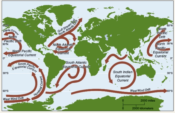 From the figure below interpret the basic pattern of ocean currents and identify the reason why it is so.   A) The main ocean current flows south from the poles toward the equator partly due to the variations in density of seawater. B) The main ocean current flows clockwise in the Northern Hemisphere and counterclockwise in the Southern Hemisphere partly due to the ocean conveyor belt. C) The main ocean current flow counterclockwise in the Northern Hemisphere and clockwise in the Southern Hemisphere partly due to gyres. D) The main ocean current flow clockwise in the Northern Hemisphere and counterclockwise in the Southern Hemisphere partly due to the Coriolis effect.