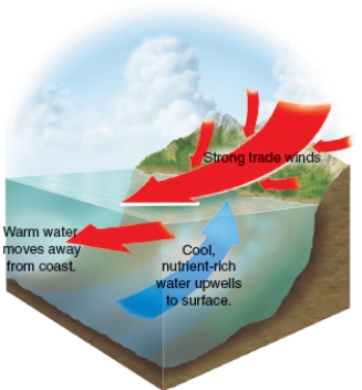 What is the phenomenon indicated by the blue arrow in the figure below?   A) La Niña B) Ocean Gyres C) Trade Winds D) Upwelling