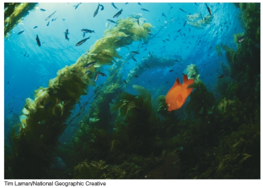 This underwater meadow of kelp grasses is representative of which of the following?   A) Bathyal zone B) Neritic province C) Oceanic province D) Pelagic environment