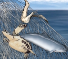 The photograph below illustrates ___, one of the main problems with modern commercial fishing.   A) aquaculture B) bycatch C) invasive species D) overfishing