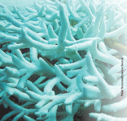 Why are the coral shown in this photograph white?   A) All of the coral polyps are open and gathering food. B) These corals have been overgrazed by predators. C) These corals have lost their zooxanthellae. D) These corals have contracted a fungal disease.