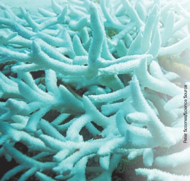 What does the white area on this reef indicate? Discuss possible causes for this development and the ecological impact of this process.  