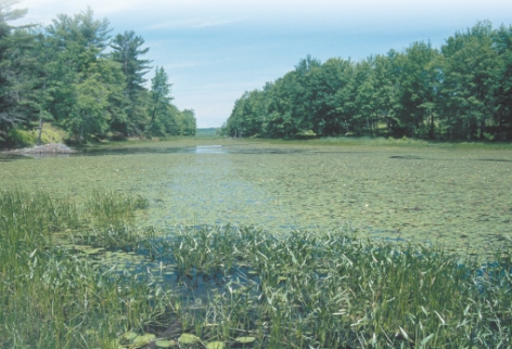 Which of the following BEST describes the body of water in this picture?   A) Nutrient poor lake B) Oligotrophic lake C) Eutrophic lake D) Deep lake with low dissolved oxygen