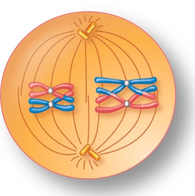 For the figure shown here, indicate the correct stage of meiosis and whether the cell is haploid (n)  or diploid (2n) .   A)  metaphase II, 2n B)  metaphase II, n C)  metaphase I, 2n D)  metaphase I, n E)  anaphase I, 2n